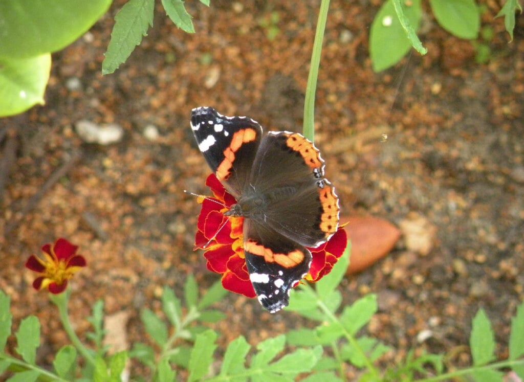 ekoland atrakcje flora fauna